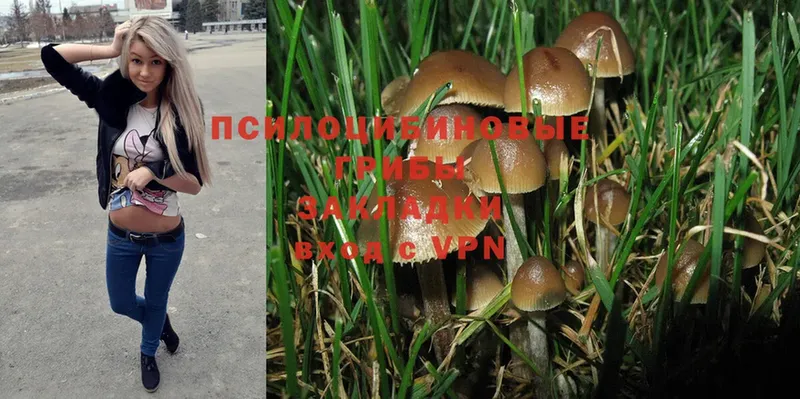 Псилоцибиновые грибы Psilocybine cubensis  ОМГ ОМГ ССЫЛКА  Полярные Зори 